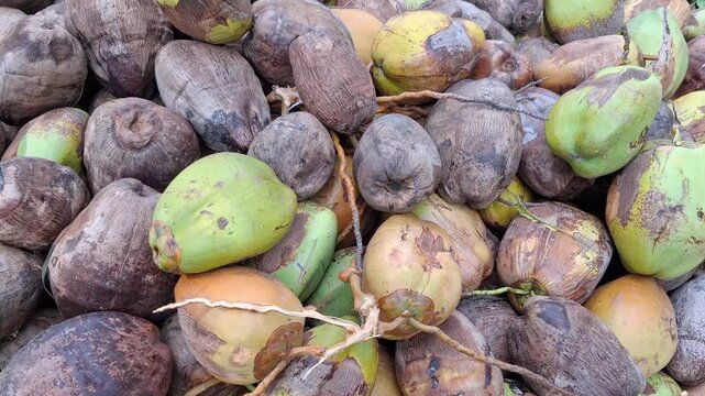 Large pile of raw green and brown coconuts in a tropical market, Harvested coconut fruits stacked together in a textured background, Fresh organic whole coconuts piled high in a rustic setting
