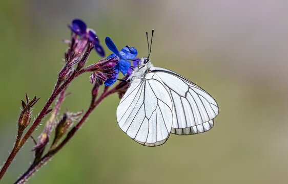 The Black-veined White  (Aporia crataegi) is seen feeding on the nectar of the Barrelier's bugloss (Cynoglottis barrelieri) flower.