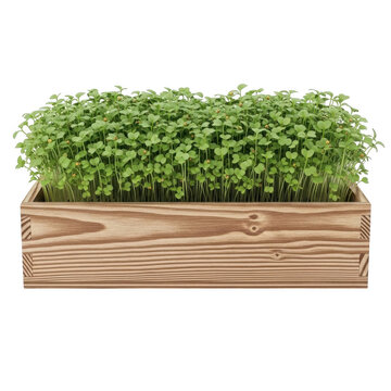 Fresh green microgreens growing in wooden planter box