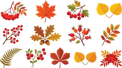 Autumn leaves and berries illustrations on white background © Nusrat