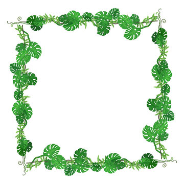 Square frame border made of lush green tropical monstera leaves and climbing vines on a white background, isolated on a, transparent background