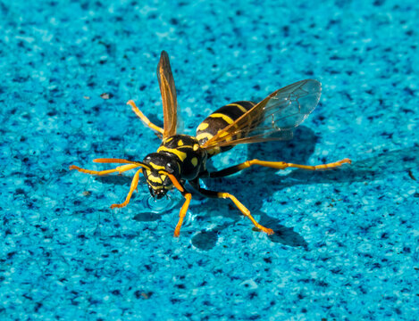 Closeup of a European Paper Wasp