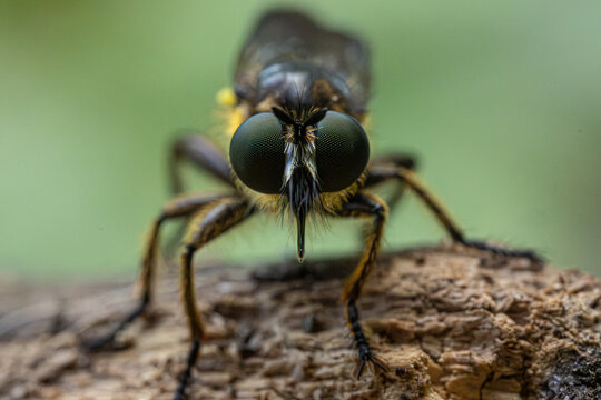 Bienenfliege
