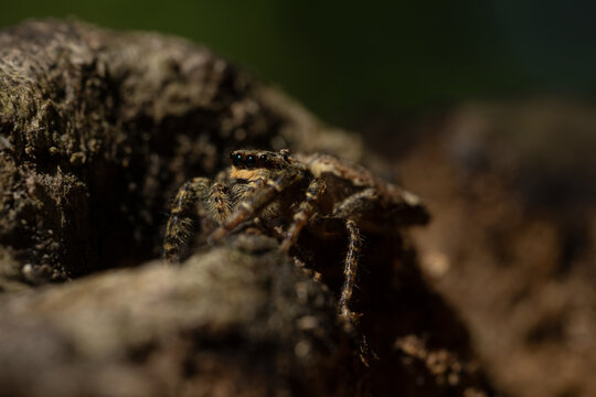 Springspinne