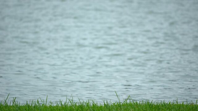 Javan Pond Heron Bird Stalking Prey and Walking on the Grass Field Beside the River Background