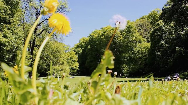 Sommerliche Parkanlage mit unscharfen Pusteblumen im Vordergrund