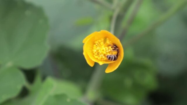 Close up of a bee collecting pollen on a yellow flower in a green garden