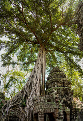 Fototapeta premium Towering tropical tree with enormous roots growing over the ancient stone ruins of Ta Prohm Temple in Cambodia. A spectacular fusion of nature and Khmer architecture within the Angkor Park