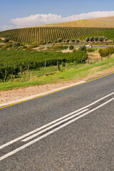 Obraz premium Sunlit vineyard rows with mountain backdrop