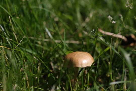 Magnifique petit champignon beige dans le gazon