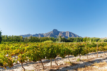 Obraz premium Sunlit vineyard rows with mountain backdrop