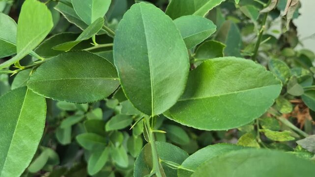 ​Fresh green lime leaves on a branch with sharp thorns in the garden