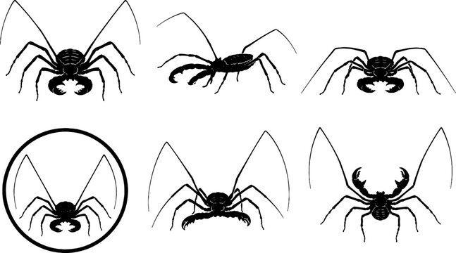 Tailless Whip Scorpion Silhouette Icon Set Black Vector Amblypygid Arachnid Collection