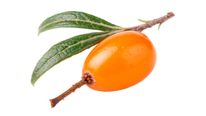Fresh organic whole sea buckthorn berry branch isolated on a transparent background © PNG_MEGAStock