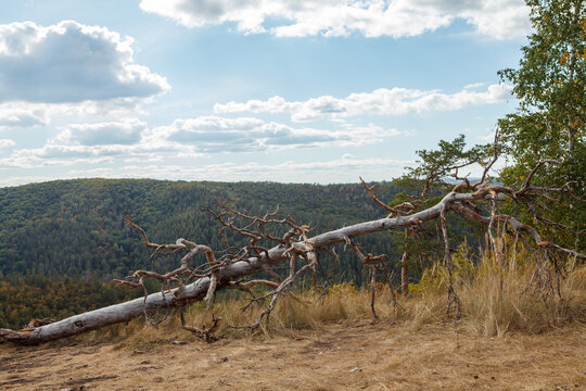 Forest hills landscape with fallen tree