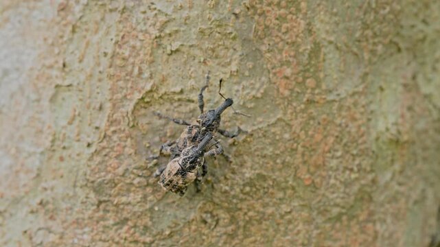 Japanese giant weevils mating on camouflaged tree bark close up