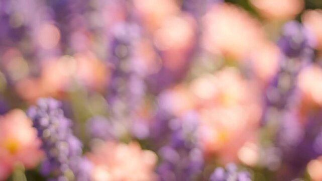 A Beautiful Blooming Scene Featuring Vibrant Purple and Pink Flowers in Full Sunlight, Capturing Nature&rsquo;s Colorful Display of Vivid Petals and Lush Greenery