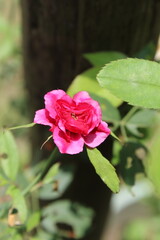Obraz premium Pink camellia flower in natural setting isolated on white background, illustration