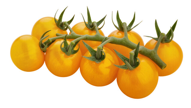 Cluster of ripe yellow cherry tomatoes with green stems, isolated on transparent background