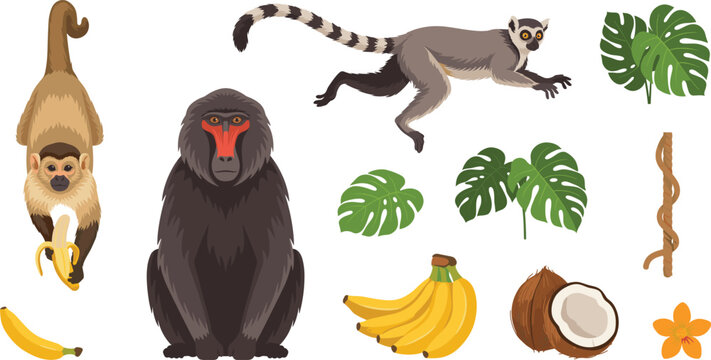 Tropical Jungle Animal and Primate Element Set with Mandrill, Lemur, Monkey, Monster Leaves, Banana, Coconut, and Vine Vector Illustration