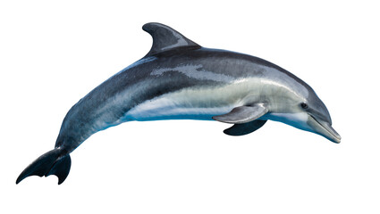 Sleek grey and white dolphin swimming gracefully, isolated on transparent background © Corotaev