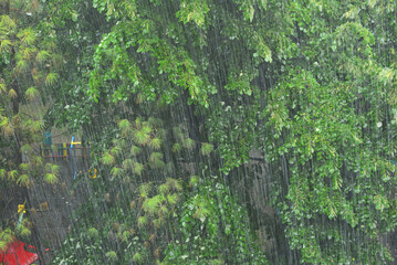 Fototapeta premium Torrential rain falling on the enormous Tilia cordata trees on an afternoon of a violent summer storm in Targu Mures.