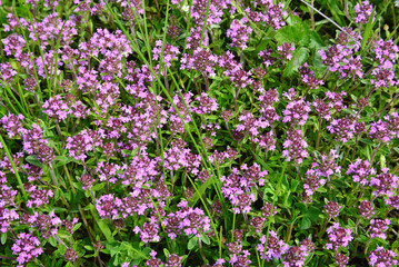 Obraz premium Thymus serpyllum plants in bloom, a striking bright pink colour, amongst the grass in the meadows in spring.
