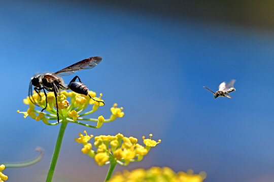 Fennel, medicinal plant and spice with flowers with wasp