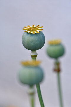 opium poppy with capsules in summer