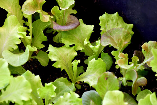salad seedlings in summer in a box with earth