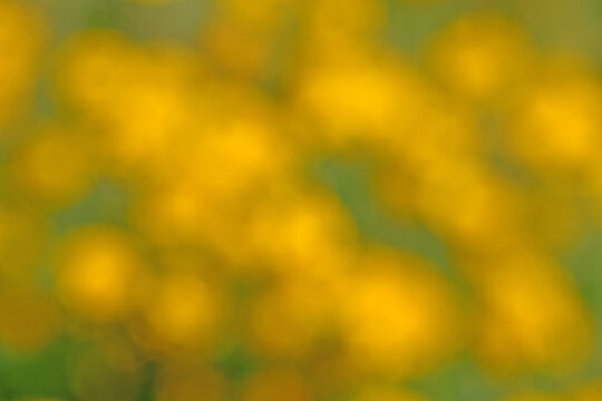 Background of blurred yellow flowers on a meadow