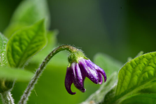 Rocoto Manzana chili with flower