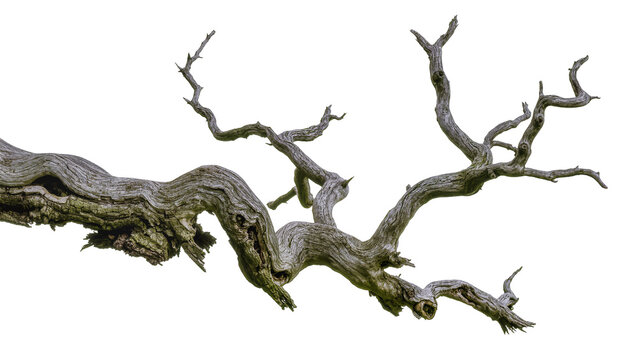 Gnarly weathered dead tree branch with intricate texture, isolated on transparent background
