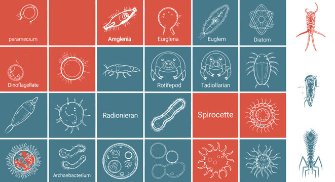 Microorganism and plankton line icons set in minimalist grid design