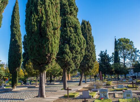 arbol, pino paisaje , verde , naturaleza, bosque