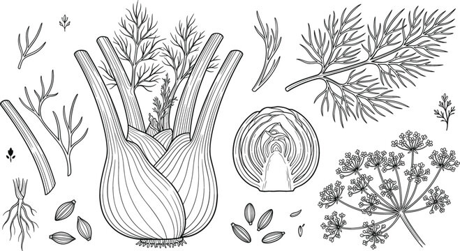 Hand drawn fennel bulb and dill weed vector illustration set with seeds roots leaves and blossoms on white