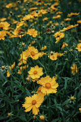 Obraz premium yellow flowers in the garden