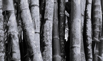 Black and white bamboo stalk texture with spotted bark, vertical stems, natural joints, and tropical forest detail. © Teguhprabowo