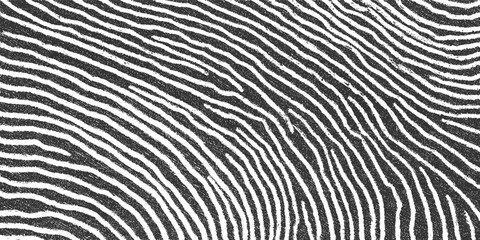 Obraz premium Black and white fingerprint pattern with textured lines and organic curves