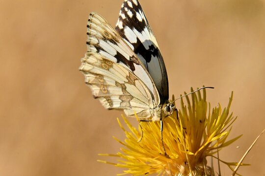 Black and white butterfly , Melanargia galathea , on a yellow field flower , macro photo