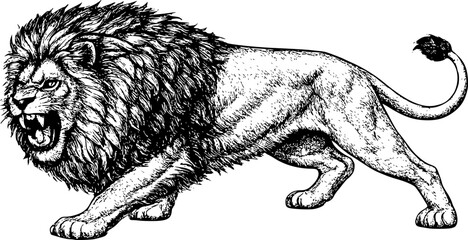 Vector illustration of a lion © BunArt
