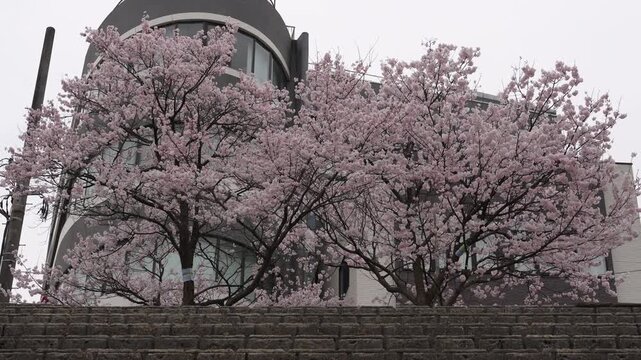 Japan cherry blossom sukara flowers along Asuwa river is very beautiful spot and people come to see and hanami Fukui prefecture