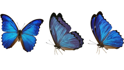 Three iridescent blue morpho butterflies, isolated on transparent background © Viktor