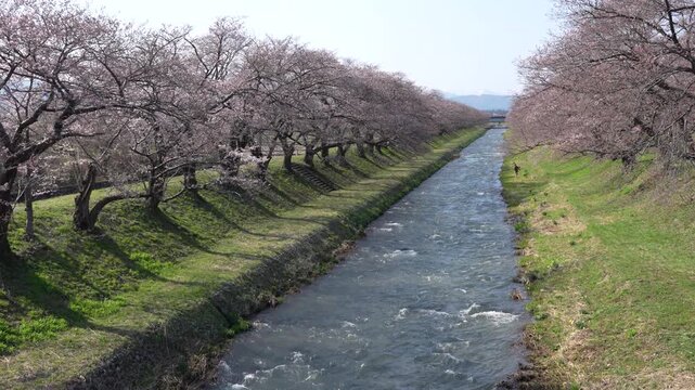 pink beautiful full cherry blossom in public park with Japan alps is very amazing view Asahi funagawa spring quartet Toyama Japan