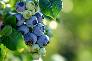 Fresh blueberries growing on organic farm with green leaves in sunlight © Alla