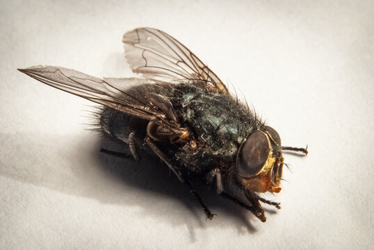 fly on a white background
