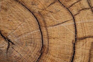 Fototapeta premium cross section of tree stump