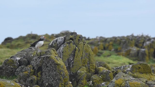 atlantic puffin sea bird holding sand eel fish in beak landing on a rock stone on isle of may island nature reserve in scotland