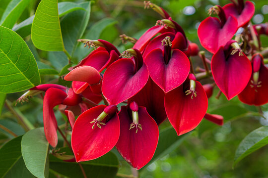 Close-up of burgundy Erythrina flower against blurred green foliage. Another name is Erythrina crista-galli, Cockspur coral tree or Ceibo, Flame tree.
