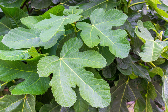 Background with green fig leaves. Foliage of Ficus carica or Common fig